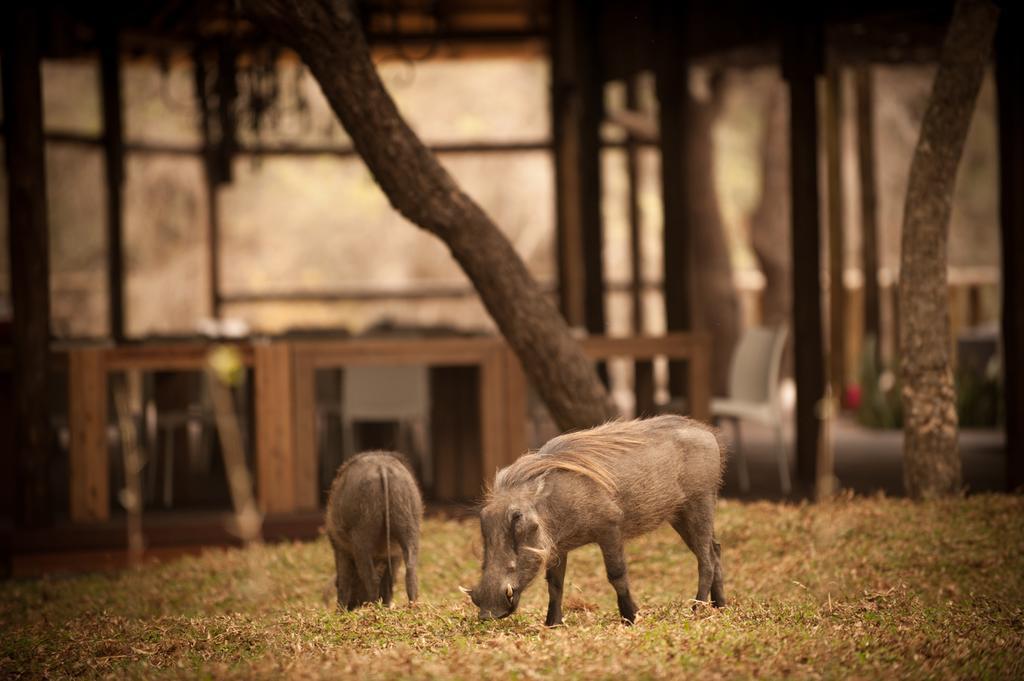 Moditlo River Lodge Hoedspruit Zewnętrze zdjęcie