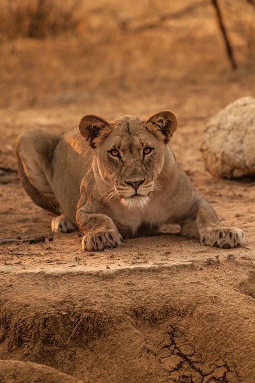 Moditlo River Lodge Hoedspruit Zewnętrze zdjęcie