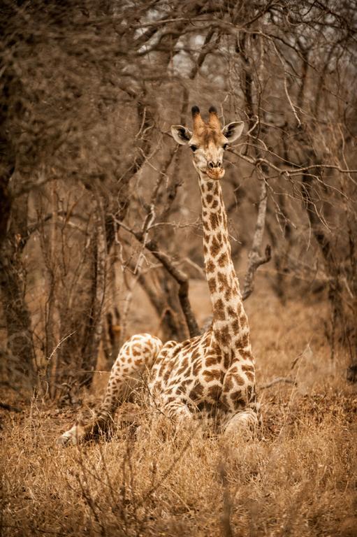 Moditlo River Lodge Hoedspruit Zewnętrze zdjęcie
