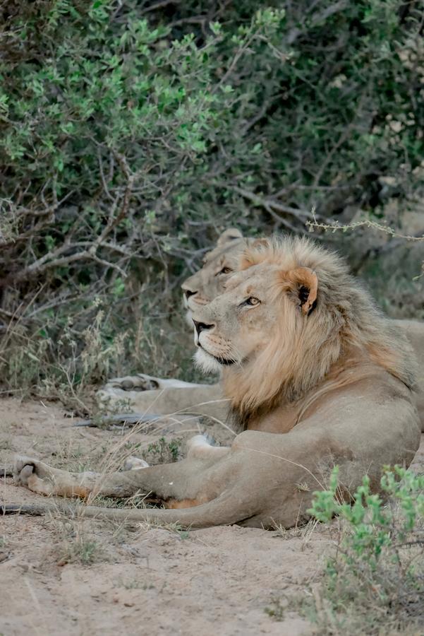 Moditlo River Lodge Hoedspruit Zewnętrze zdjęcie